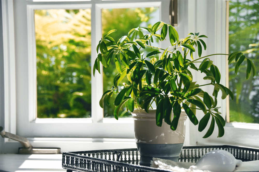 window home interior