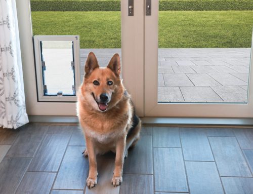 Should I Get my Pet an In-Glass Pet Door?