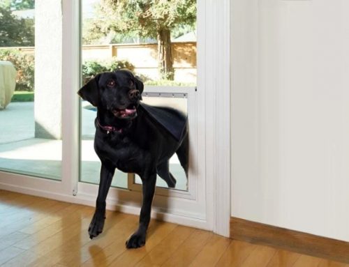 How Do You Train Your Pet to Use a New Pet Door
