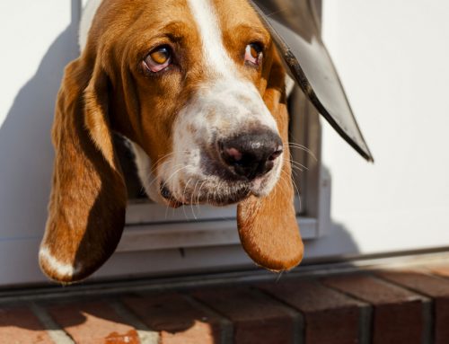 Top 6 Different Ways To Call Pet Doors