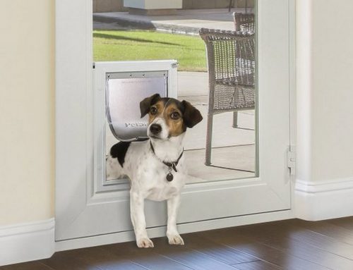 Top Perks of Installing a Pet Door for Your Dog