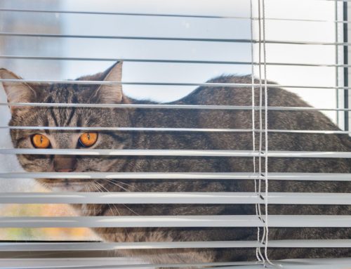 Why In-Between-the-Glass Blinds Are the Best Option for Child and Pet Safety