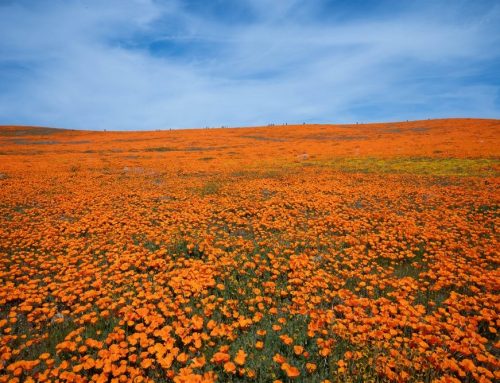 Walk-In Tubs in Antelope Acres, CA