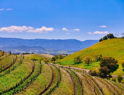 Garden Windows in Santa Ynez, CA