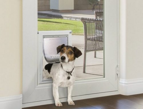 Why Your Dog Needs an In-Glass Pet Door